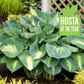 Hosta Plant 5.25" Pot Shadowlands "Hudson Bay" Perennial for Shade, Variegated Foliage, Hardy, Pollinator Attracting