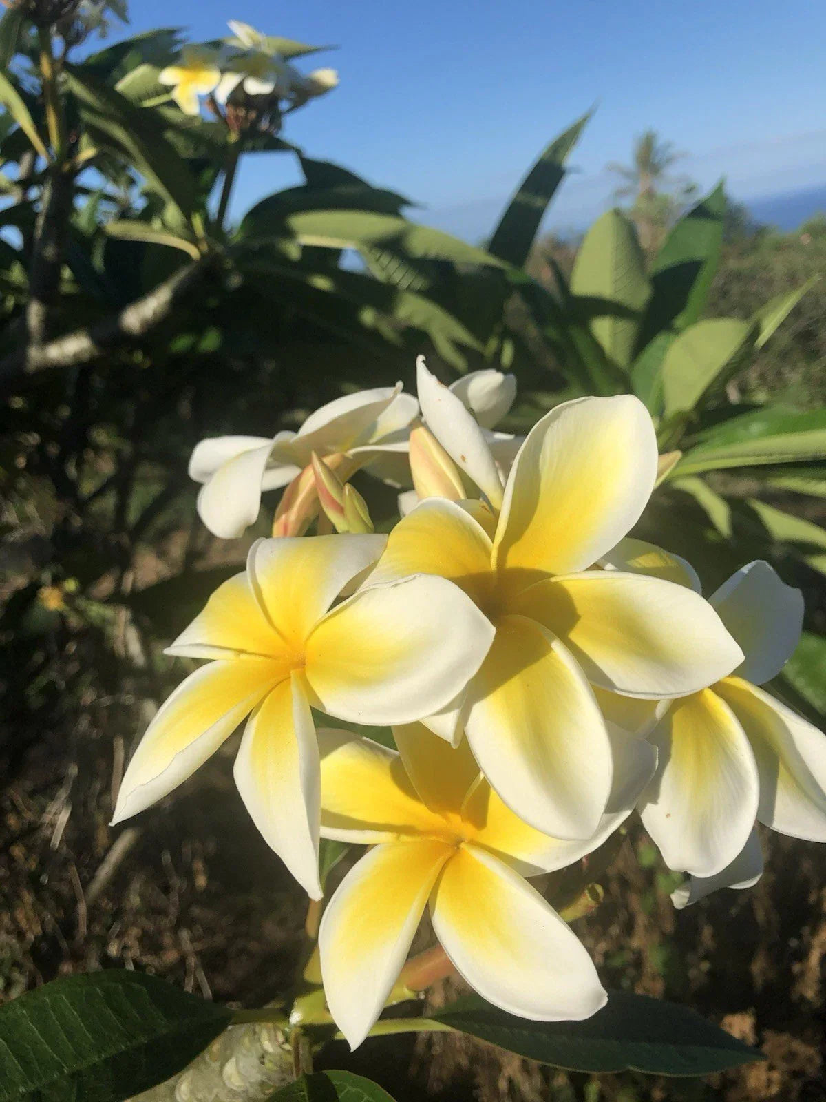 Hawaiian Grown Yellow Plumeria Cutting - Rooted 10-inch Frangipani Plant, Plumeria rubra, Tropical Flower for Garden or Patio