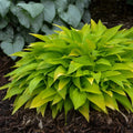 Hosta Munchkin Fire Plant in 5.25" Pot | Miniature Shade Perennial