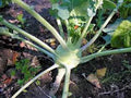 Kohlrabi Seeds, Heirloom Early White Vienna, Non-GMO, Organic Vegetable Seeds, Brassica oleracea, 25+ Seeds