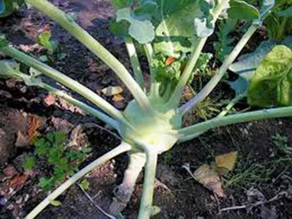 Kohlrabi Seeds, Heirloom Early White Vienna, Non-GMO, Organic Vegetable Seeds, Brassica oleracea, 25+ Seeds
