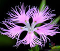 Fringed Pink Carnation Seeds - 200+ Count, Dianthus caryophyllus, Garden Flower Seeds for Borders & Containers, USA