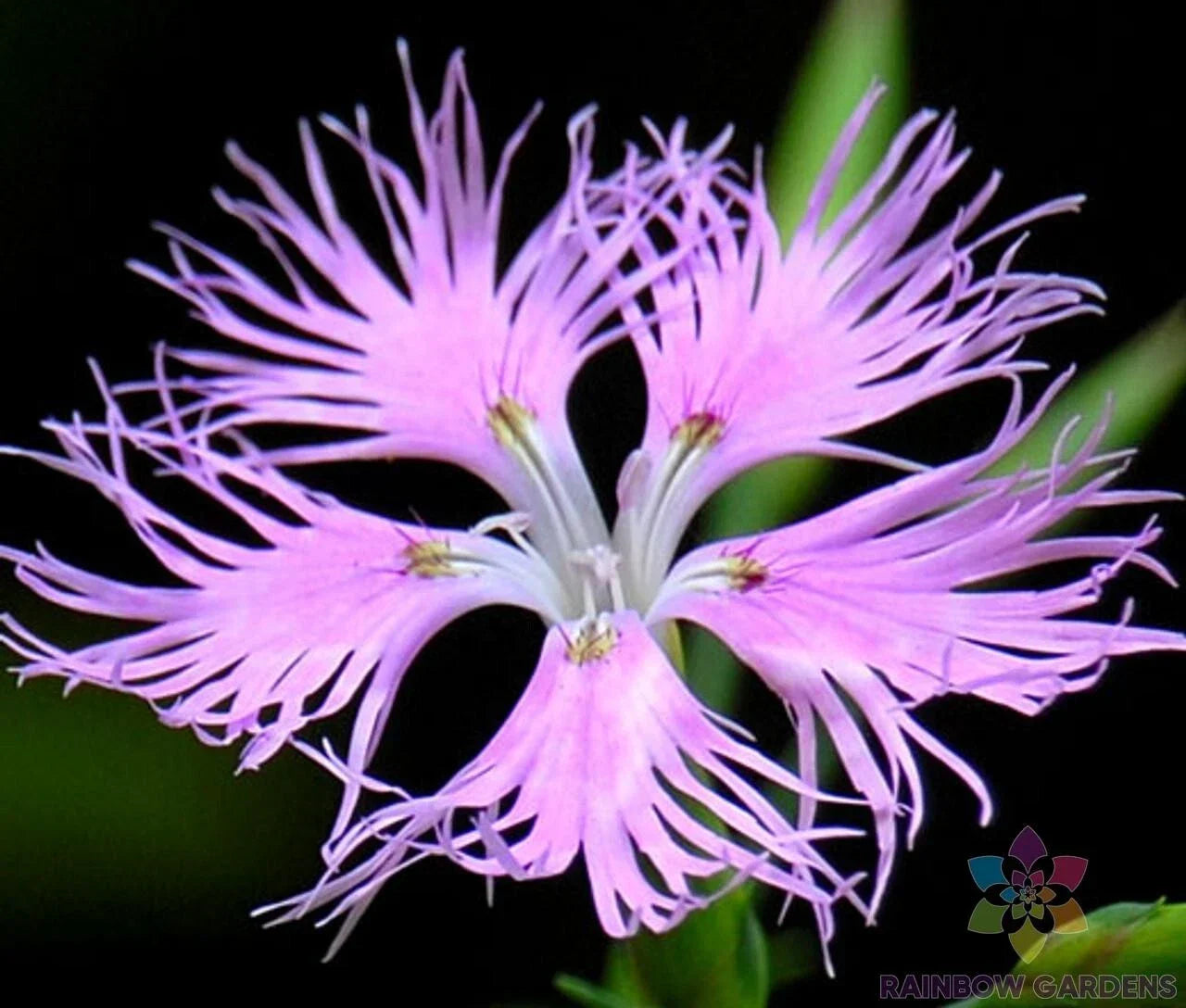 Fringed Pink Carnation Seeds - 200+ Count, Dianthus caryophyllus, Garden Flower Seeds for Borders & Containers, USA