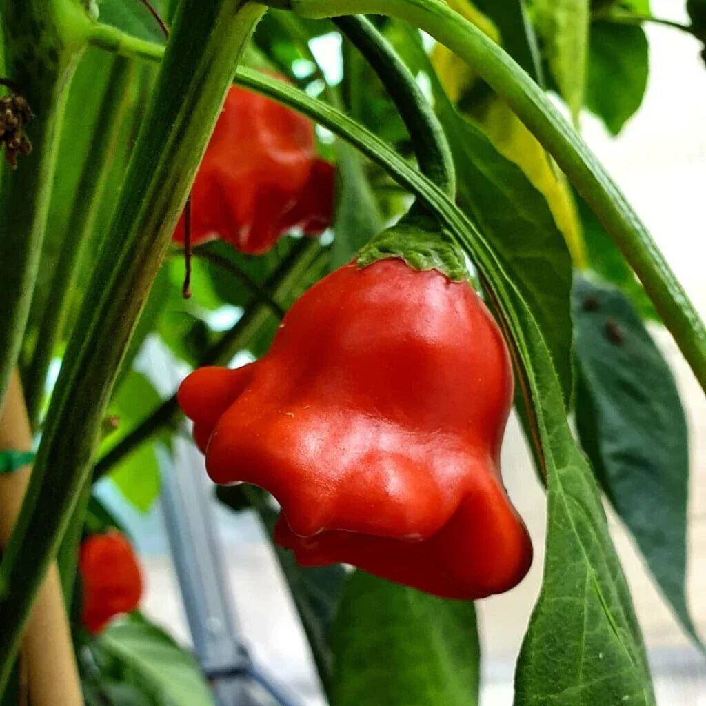 Bishop's Crown Hot Pepper Seeds – Non-GMO Capsicum Annuum Vegetable Seeds for Salsas & Sauces, Pack of 15+