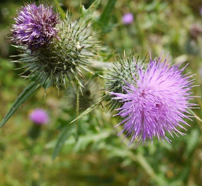Organic Bull Thistle Seeds Pack of 50+ | Cirsium Vulgare | Medicinal Herb, Purple Blooms, USA Grown