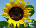 Black Russian Sunflower Seeds - 100 Pack, Helianthus annuus, Tall, Dark Brown/Black Seeds, Garden Planting, Attracts Pollinators