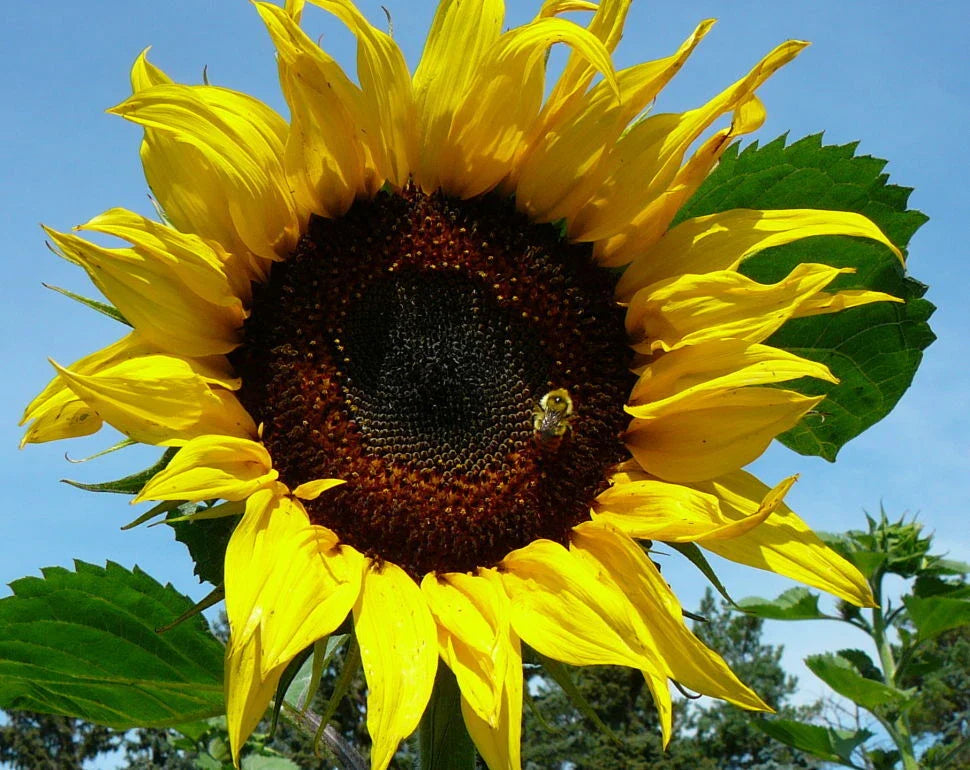 Black Russian Sunflower Seeds - 100 Pack, Helianthus annuus, Tall, Dark Brown/Black Seeds, Garden Planting, Attracts Pollinators