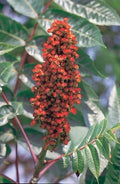 Smooth Sumac Seeds, Rhus Glabra, Native Drought-Tolerant Shrub, Edible Berries, Ornamental Foliage, 30 Seeds