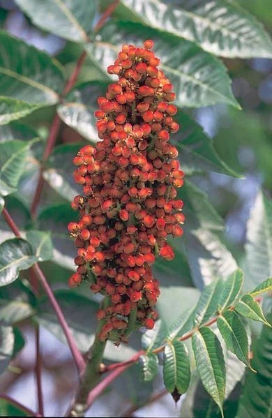 Smooth Sumac Seeds, Rhus Glabra, Native Drought-Tolerant Shrub, Edible Berries, Ornamental Foliage, 30 Seeds