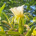 Dragon Fruit Rooted Cuttings - 6 Inch Mystery Varieties Hylocereus spp. Live Plant for Indoor Garden or Outdoor Growing
