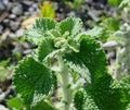 White Horehound Herb Seeds - Marrubium vulgare - Organic Herbal Garden Planting - Perennial, Full Sun to Partial Shade
