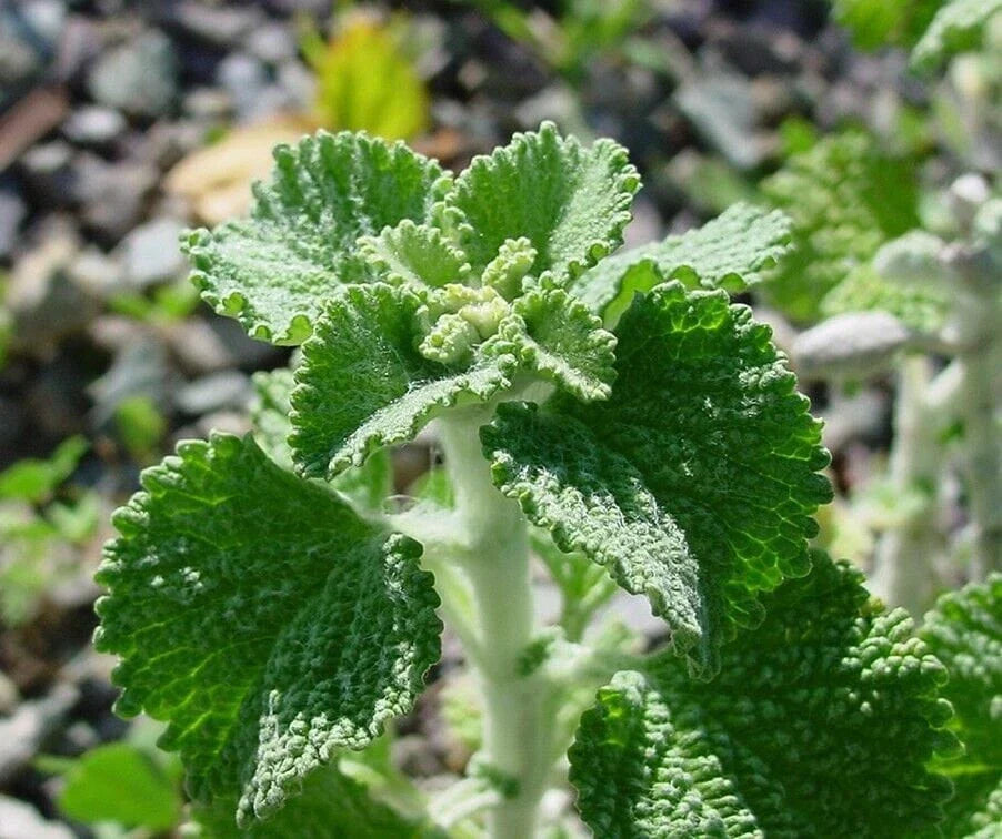 White Horehound Herb Seeds - Marrubium vulgare - Organic Herbal Garden Planting - Perennial, Full Sun to Partial Shade