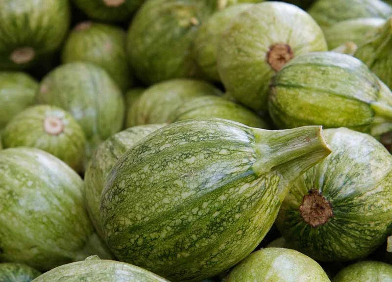 Ronde de Nice Squash Seeds, Heirloom Cucurbita pepo, 25+ Non-GMO Vegetable Seeds for Garden Planting