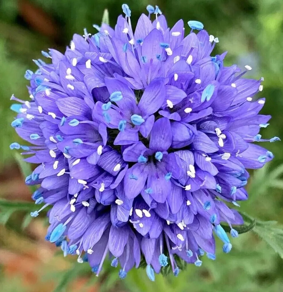 Globe Gilia Flower Seeds - 500+ Gilia capitata Annual Garden Seeds for Pollinator Attracting Borders & Wildflower Mix