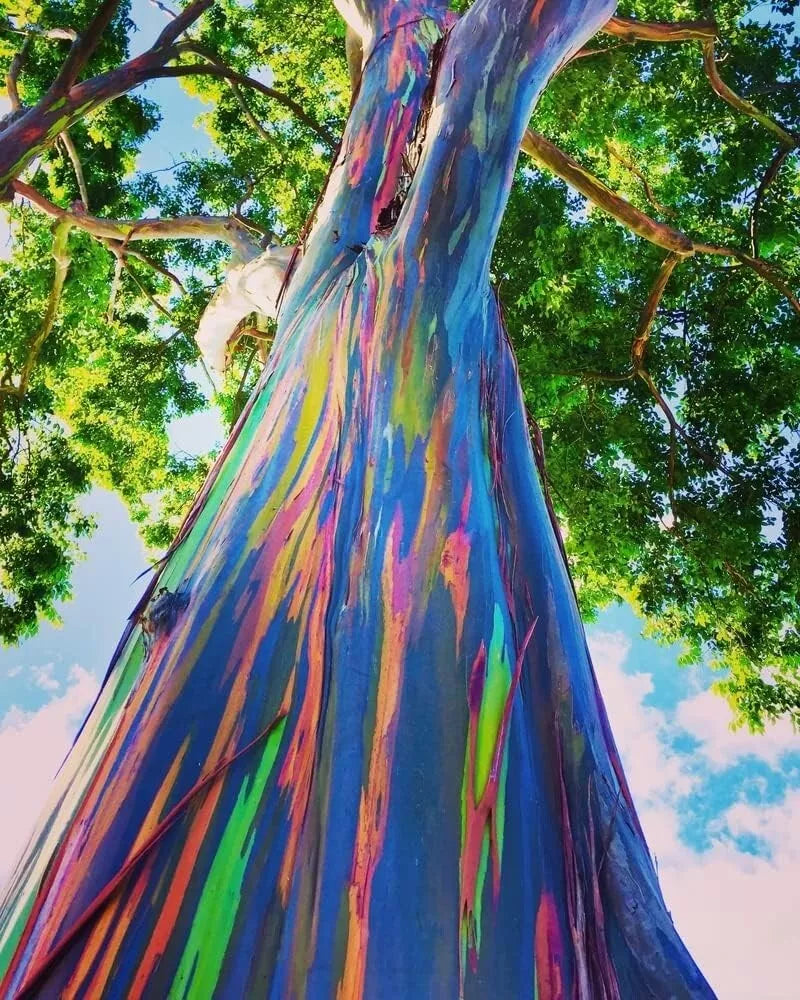 Rainbow Eucalyptus Tree Seeds - 50 Pack, Multicolored Bark, Eucalyptus deglupta, Tropical Landscape, Fast-Growing Tree Seeds