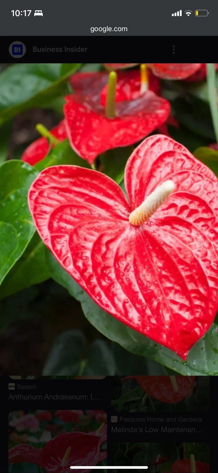 Anthurium Red Heart Plant - 3 Inch Pot, Tropical Houseplant, Anthurium andraeanum, Indoor Decorative Foliage