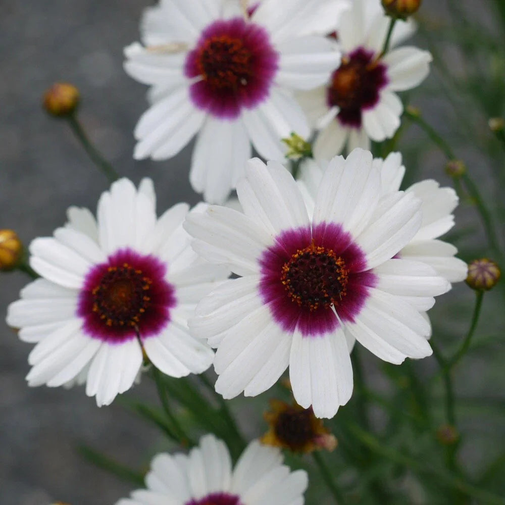 Coreopsis ‘Ice Wine’ Live Starter Plant - Perennial Flower with Vibrant Yellow and Red Center - Coreopsis grandiflora
