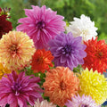 Mixed Dahlia Bareroot Bulbs – Colorful Flowering Plants for Garden, Dahlia pinnata