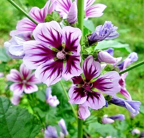 Zebra Mallow Seeds 1000 Count - Malva sylvestris Hardy Striped Flower Bulk for Garden, Attracts Pollinators