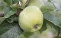 25+ Organic Amere de Berthencourt Apple Seeds - Heirloom Malus domestica for Home Garden Planting