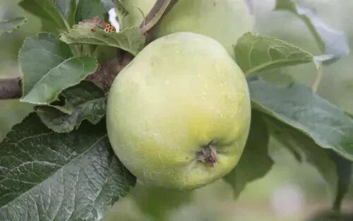 25+ Organic Amere de Berthencourt Apple Seeds - Heirloom Malus domestica for Home Garden Planting