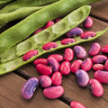 Scarlet Runner Bean Seeds | Vining Climbing Plant | Red Flowers & Edible Beans | Phaseolus coccineus | 2025 Harvest