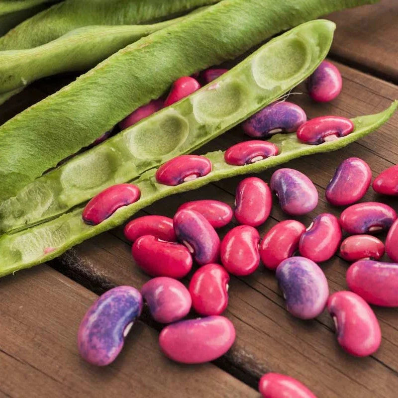 Scarlet Runner Bean Seeds | Vining Climbing Plant | Red Flowers & Edible Beans | Phaseolus coccineus | 2025 Harvest