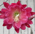 Epiphyllum Hybrid Starter Pot 4" Nini's Two Toned Pink Succulent Plant, Fully-Rooted Indoor or Outdoor Cactus