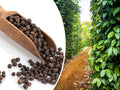 Black Pepper Vine Seeds - 20 Pack, Piper nigrum, Climbing Perennial Herb for Home Garden, Medicinal & Culinary Use