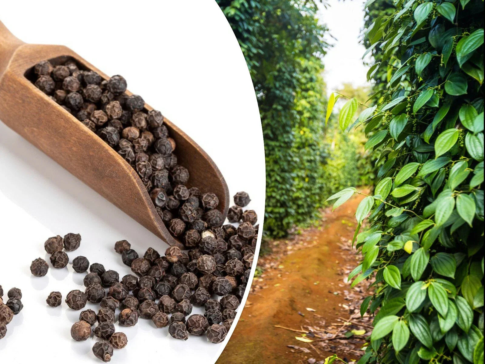 Black Pepper Vine Seeds - 20 Pack, Piper nigrum, Climbing Perennial Herb for Home Garden, Medicinal & Culinary Use
