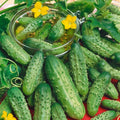Boston Pickling Cucumber Seeds – Organic Non-GMO Cucumis sativus for Home Gardening, Pickling & Salad