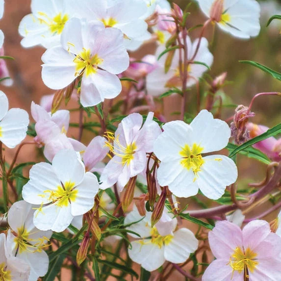 Pale Evening Primrose Seeds | Non-GMO Oenothera pallida | Yellow Flowers | Wildflower Garden Seeds | 100-2000 Seeds
