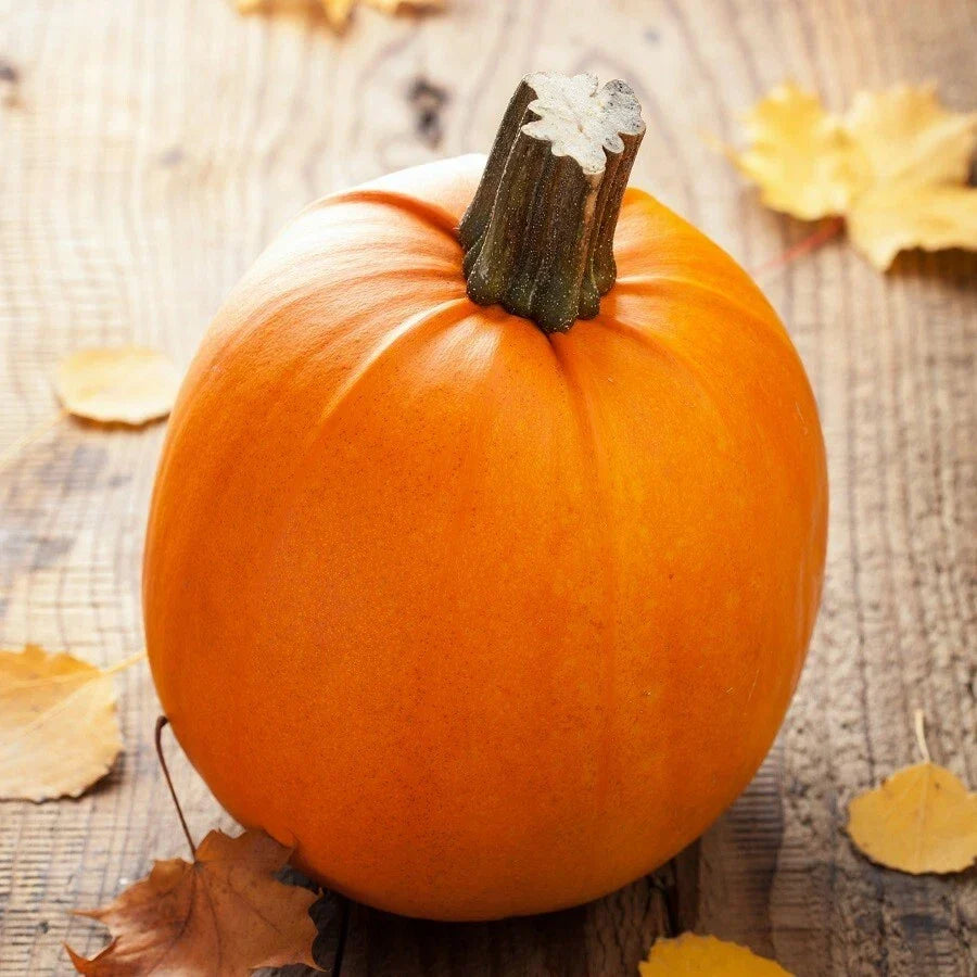 Pumpkin Seeds - Sugar Pumpkin Variety - Fall Garden Vegetable Seeds - Cucurbita pepo, Organic, Non-GMO, Pack of 20