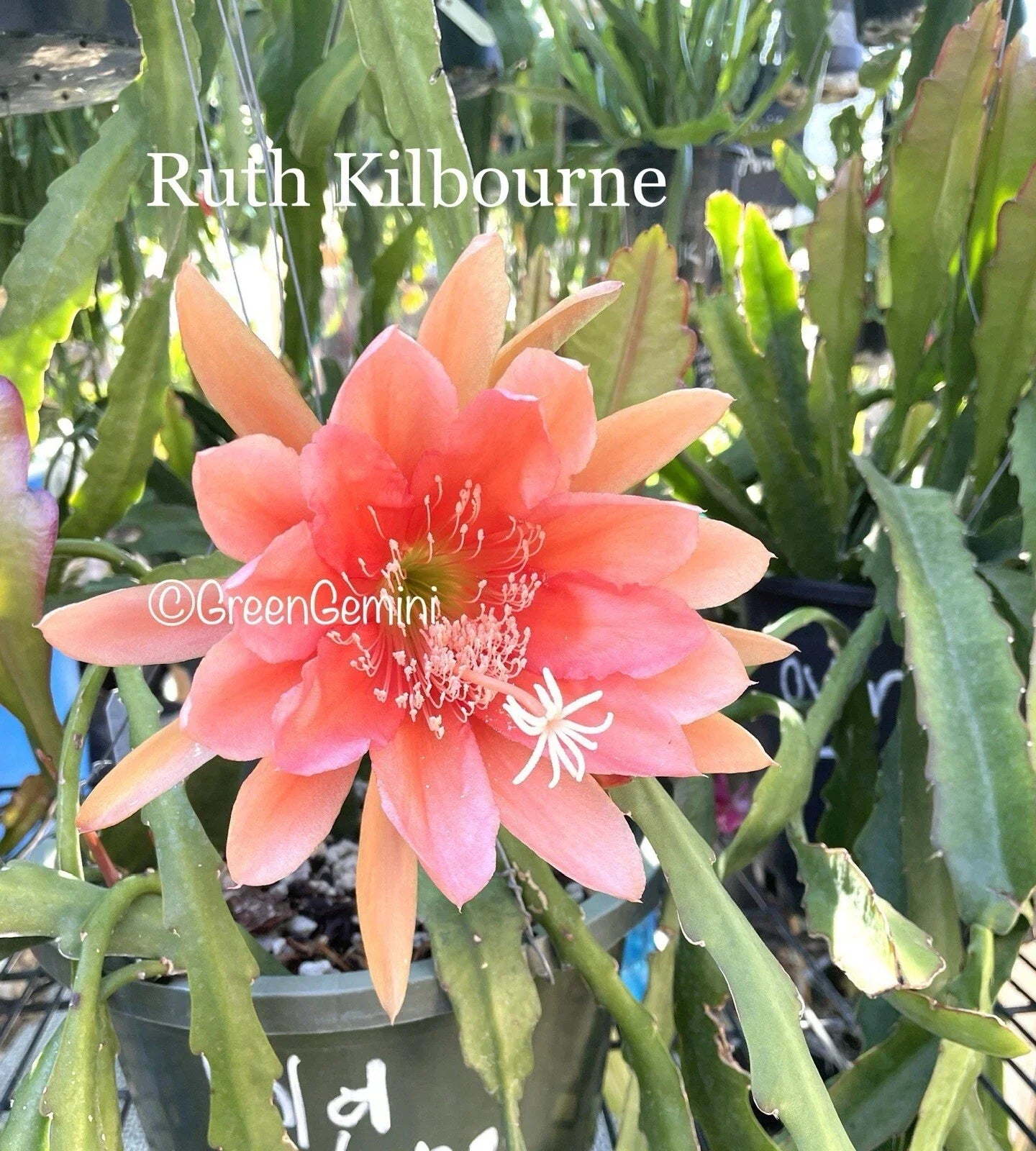 Epiphyllum Orchid Cactus Succulent Plant - Ruth Kilbourne Variety - Indoor/Outdoor Potted Houseplant