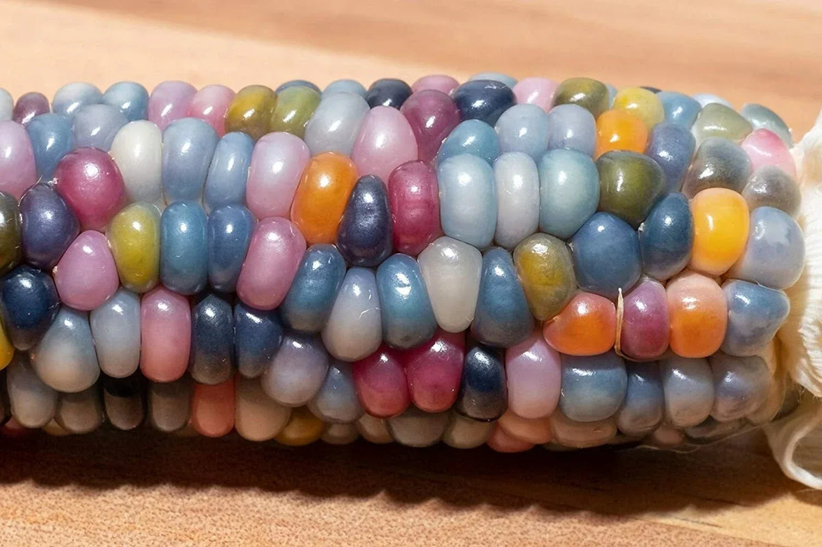Glass Gem Indian Corn Seeds - 75 Pack, Vibrant Translucent Kernels, Zea mays 'Glass Gem' for Ornamental Garden Display