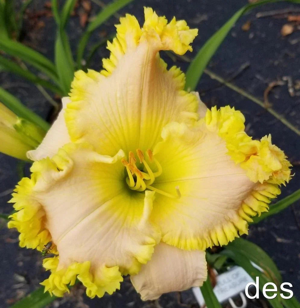 Daylily Live Plant - Full of Treasure, Reblooms & Fragrant, Hemerocallis spp.