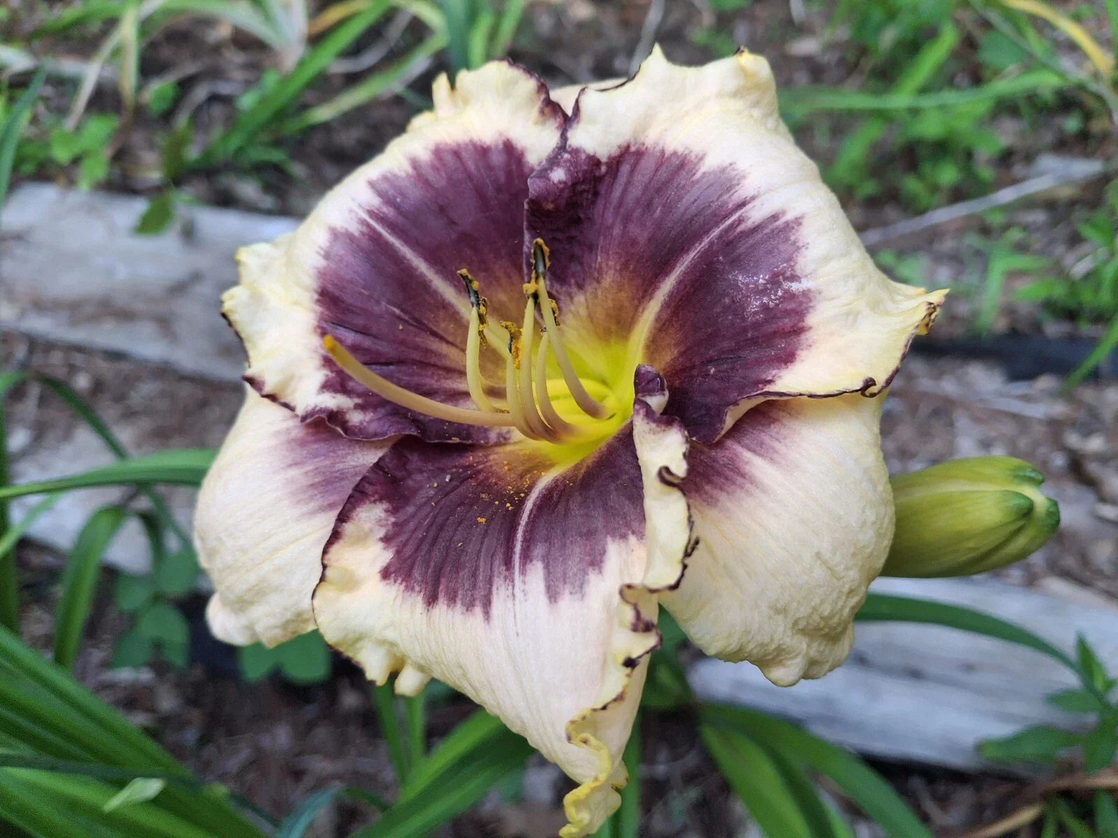 Blackthorne Daylily Starter Plant - Bareroot Hemerocallis 'Blackthorne' for Vibrant Perennial Garden Flowers