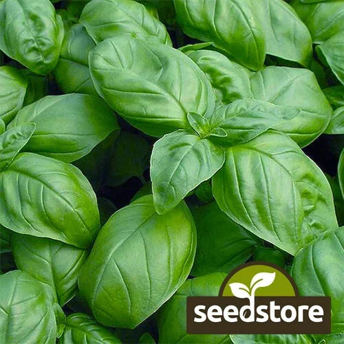 Sweet Basil Seeds - Heirloom Non-GMO Culinary Herb - Ocimum basilicum Seed Packet