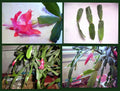 Christmas Cactus Cuttings 2-Segment Dark Pink Schlumbergera Bridgesii Unrooted Propagation Plant