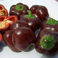 Chocolate Beauty Sweet Pepper Seeds - Bulk 100 Pack - Capsicum annuum - Sweet, Chocolate-Colored Peppers for Garden & Container Planting