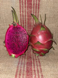 Mature Dragon Fruit Cuttings - Natural Mystic Variety - Pitaya (Hylocereus undatus) for Home Garden