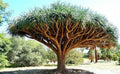 Dragon Blood Tree Seeds - Dracaena Draco - 6 Seeds for Growing, Unique Umbrella-Shaped Canopy, Drought Tolerant, Full Sun Plant