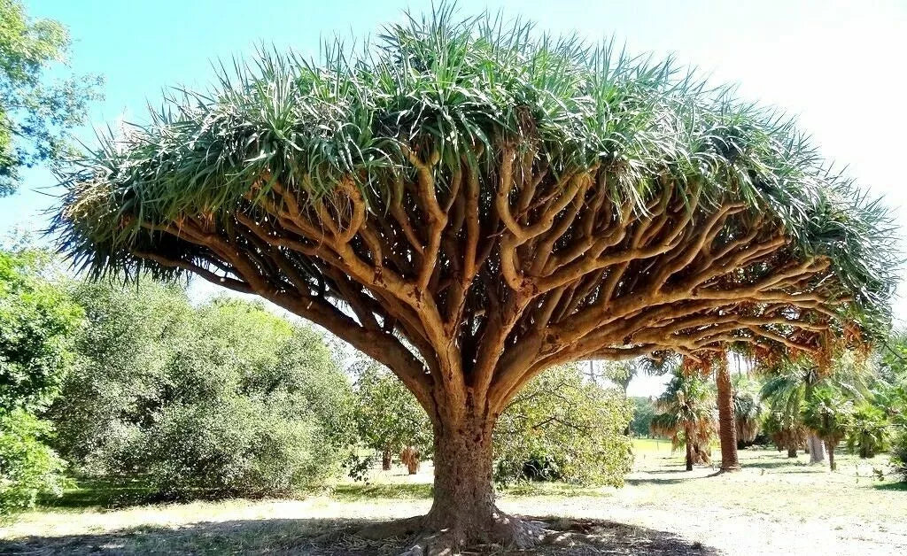 Dragon Blood Tree Seeds - Dracaena Draco - 6 Seeds for Growing, Unique Umbrella-Shaped Canopy, Drought Tolerant, Full Sun Plant