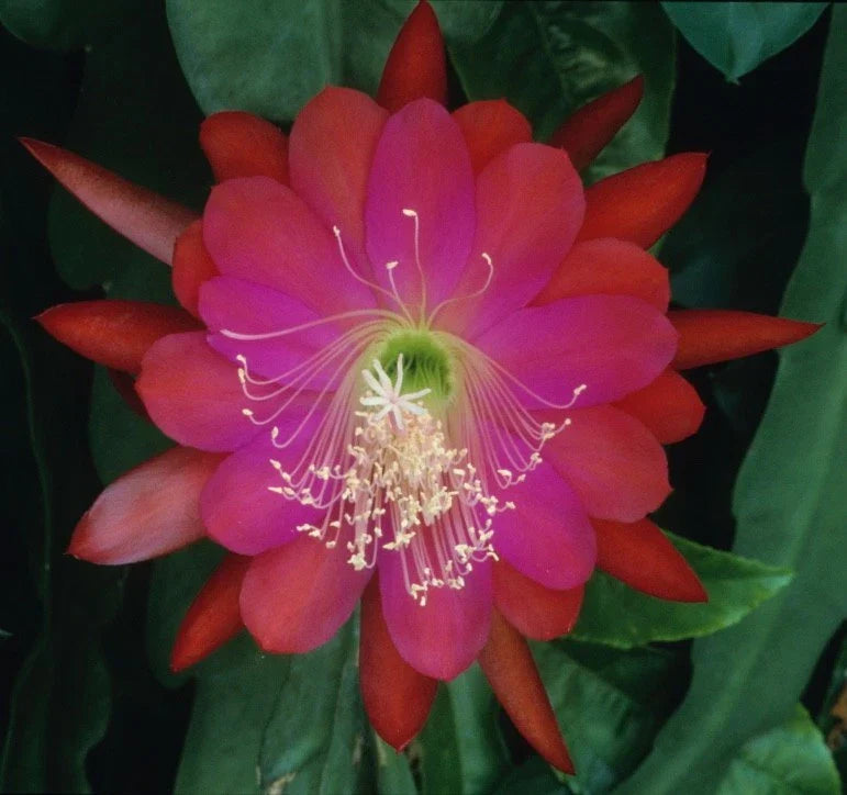 Epiphyllum Orchid Cactus Cutting - DANTE Variety, Trailing, Epiphyllum oxypetalum, Indoor Garden Plant, Don's Cuttings