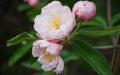 Fimbriata Crabapple Seeds - 25+ Pack for Garden Planting - Malus floribunda 'Fimbriata' - Ornamental Deciduous Tree