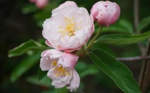 Fimbriata Crabapple Seeds - 25+ Pack for Garden Planting - Malus floribunda 'Fimbriata' - Ornamental Deciduous Tree