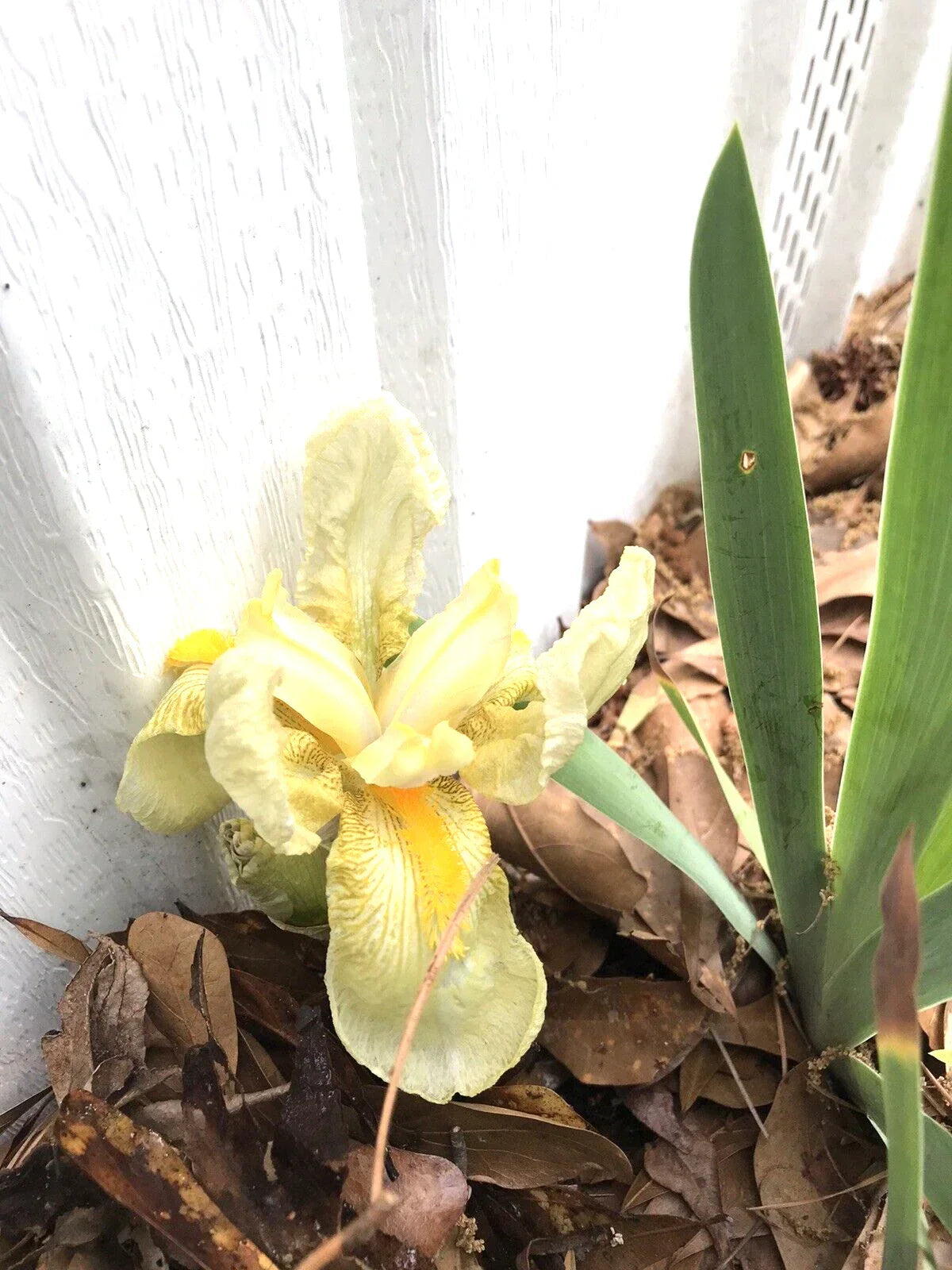 Yellow Iris Rhizomes Bulbs - 4 Bare Root Perennials Iris germanica for Borders & Gardens