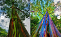 Rainbow Eucalyptus Sapling - Well-Rooted Eucalyptus deglupta Tree Seedling for Garden or Landscape