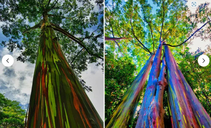 Rainbow Eucalyptus Sapling - Well-Rooted Eucalyptus deglupta Tree Seedling for Garden or Landscape