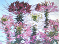 Cleome Seeds - Queen Mixture, Colorful Annual Flower Blend, Cleome hassleriana, Butterfly Attracting, Full Sun, Easy to Grow